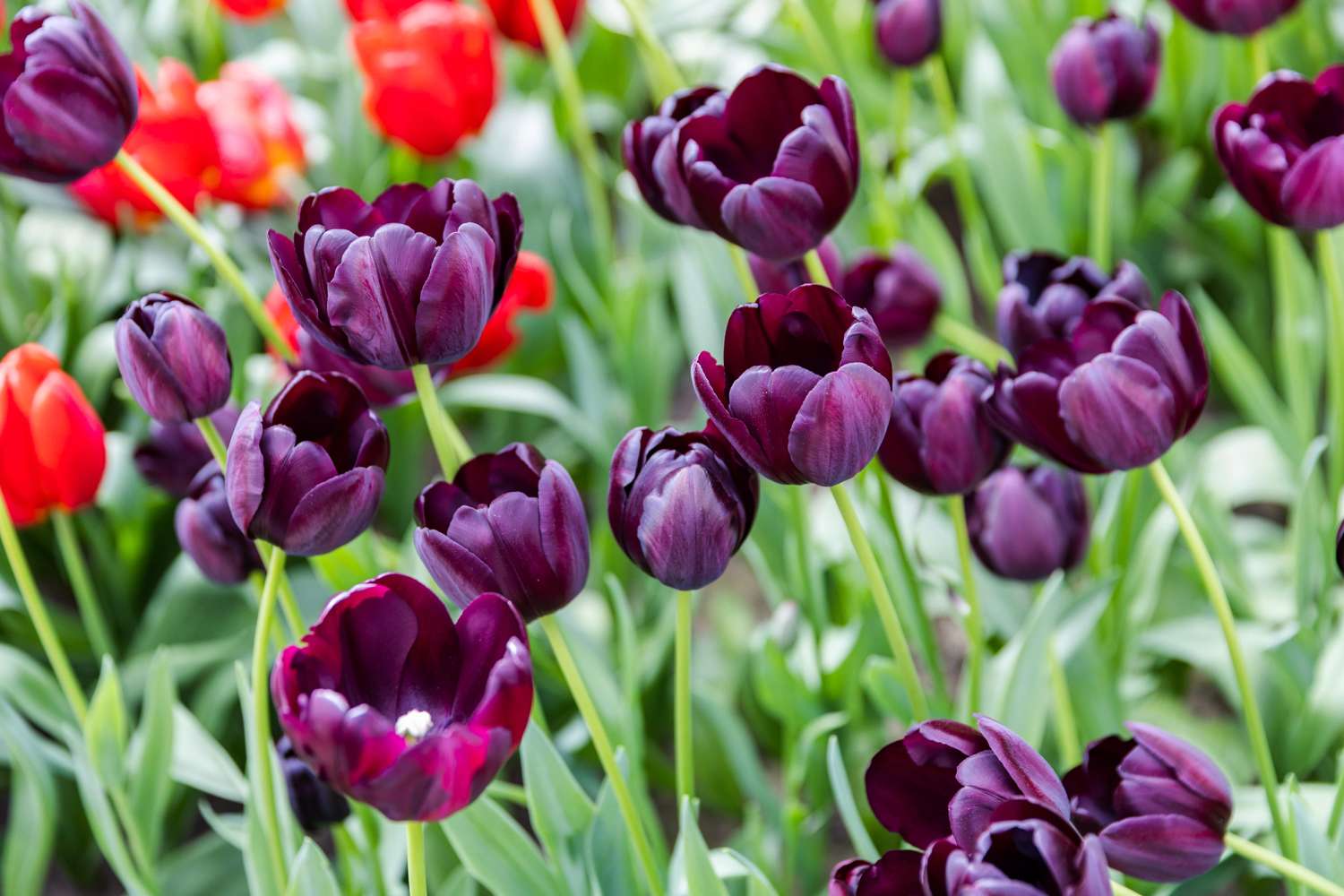 Tulip 'Queen of Night'